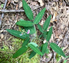 Desmodium