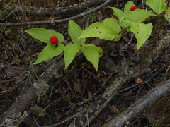 Prosartes trachycarpa