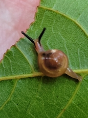 Helicarionidae