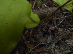 Prosartes trachycarpa