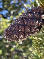 Pinus aristata