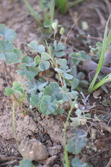Marsilea hirsuta