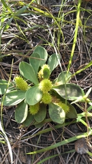 Polygala nana