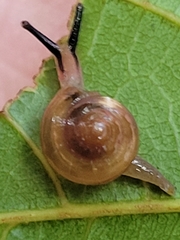 Helicarionidae