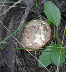 Suillus lakei