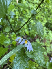 Solanum furcatum