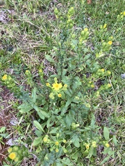 Chrysopsis gossypina