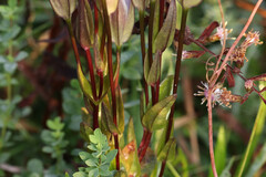 Gentianopsis