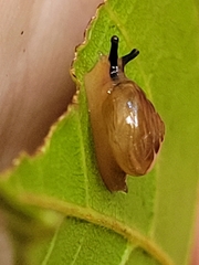 Helicarionidae