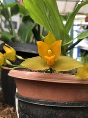 Lycaste