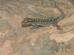 Phyllopezus diamantino