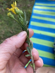 Chrysopsis gossypina