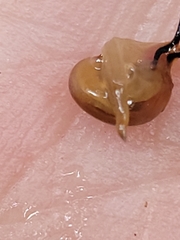Helicarionidae