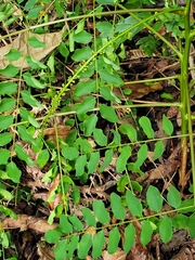 Adenanthera pavonina