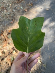 Liriodendron