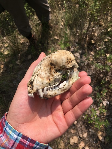 Common Raccoon photographed in Illinois