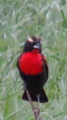 Leistes superciliaris