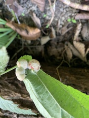 Neolasioptera farinosa