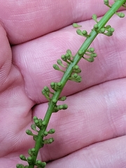 Adenanthera pavonina