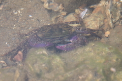 Metopograpsus frontalis