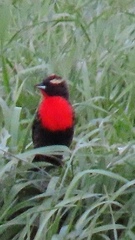 Leistes superciliaris