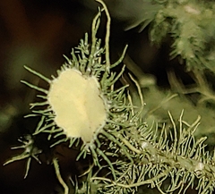 Usnea strigosa
