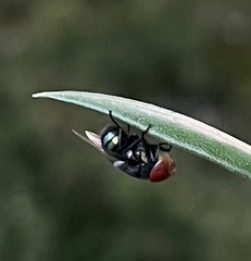 Chrysomya megacephala