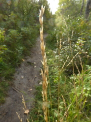 Elymus violaceus