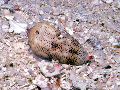 Conus arenatus