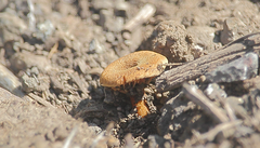 Melanomphalia omphaliopsis