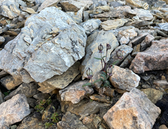 Silene uralensis
