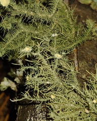 Usnea strigosa