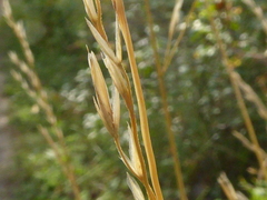 Elymus violaceus