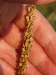 Triglochin maritima