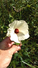 Hibiscus aculeatus