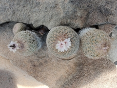 Epithelantha greggii
