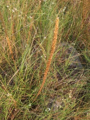 Triglochin maritima