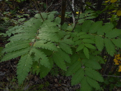 Sorbus aucuparia