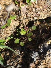 Eutrema edwardsii