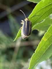 Trirhabda canadensis