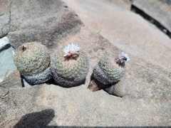 Epithelantha greggii