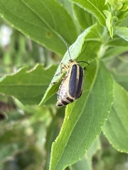 Trirhabda canadensis