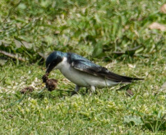 Tachycineta leucorrhoa