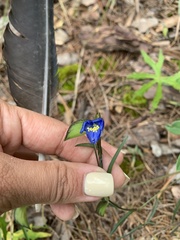 Commelina dianthifolia