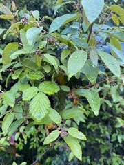 Aristotelia chilensis