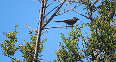 Leptasthenura aegithaloides