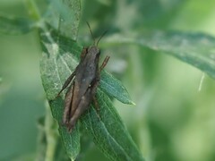 Tettigidea lateralis