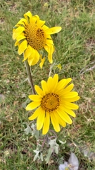 Tithonia tubaeformis