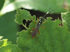 Cratichneumon w-album