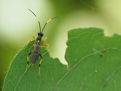 Polytribax contiguus